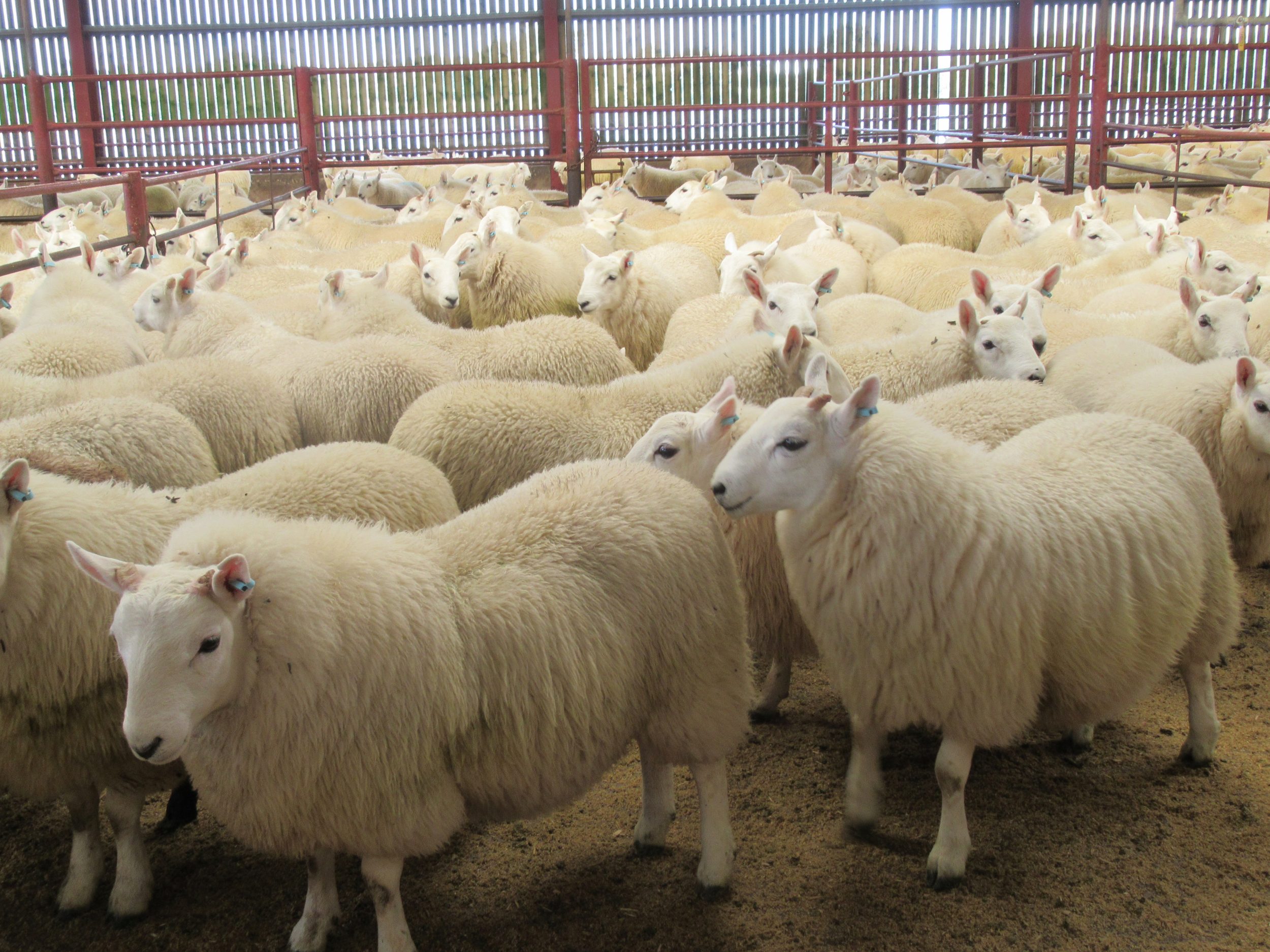 sheep-sales-glendinning-farms